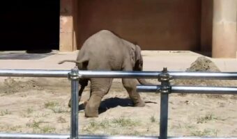 ゾウの赤ちゃんの砂山タックルが可愛すぎると話題に!「全身で楽しんでいる姿に癒される」【東山動物園・動画】