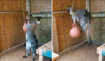 天井からぶら下げられたエクササイズボールを使ってストイックにトレーニングに励む影。それはなんと『あの動物』でした!【アメリカ・動画】