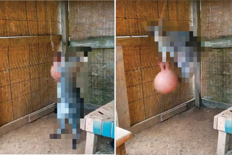 天井からぶら下げられたエクササイズボールを使ってストイックにトレーニングに励む影。それはなんと『あの動物』でした！【アメリカ・動画】