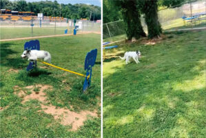 ジャンプバーに挑むボーダーコリー。何度も成功した後、助走をしっかりつけてジャンプ！ところが踏み込み位置がズレたみたい【アメリカ・動画】