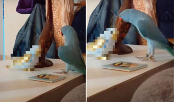 向かい合う小鳥にアピールのような動きを見せるインコ。しかし、小鳥はリアクションを返してくれません。なぜならその正体は・・【海外・動画】