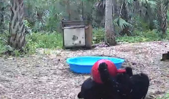 ボール遊びを楽しむ子グマは、プールで遊ぶのも楽しいと気が付いたみたい。最終的には、プールに入ってボール遊びをするという贅沢な遊びまで!!