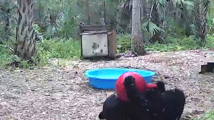 ボール遊びを楽しむ子グマは、プールで遊ぶのも楽しいと気が付いたみたい。最終的には、プールに入ってボール遊びをするという贅沢な遊びまで！！