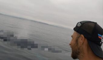 広い海で必死にパドルボートを漕ぐ男性。その先には一生に一度の出会いがあったのです!!【アメリカ・動画】