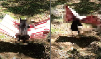 ハンモックで横になろうと躍起になっていたのは子供・・ではなく、『あの猛獣』でした!!その奮闘の結果は果たして・・【アメリカ・動画】