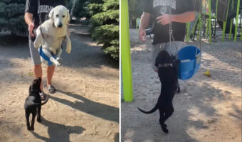 飼い主さんに押してもらいブランコを楽しむ白ラブ。それが楽しげに見えたようで、すぐそばにいた黒ラブもブランコに乗りたがってみせました！！