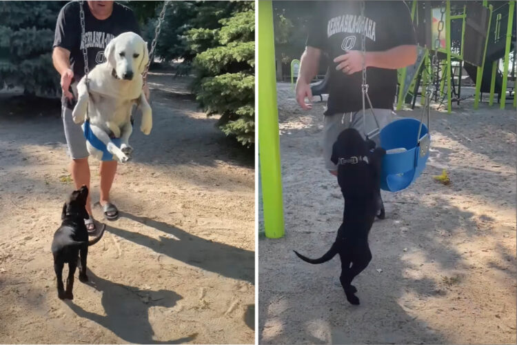 飼い主さんに押してもらいブランコを楽しむ白ラブ。それが楽しげに見えたようで、すぐそばにいた黒ラブもブランコに乗りたがってみせました！！