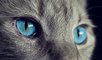 【動画】引っ越し先で行方不明になってしまった愛猫が4日後に自らインターホンを押して「ただいまー開けて―」と帰ってきた時の映像！