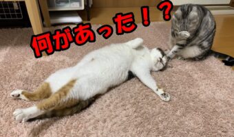 一体何があったんだ!?2匹のニャンコの行動が完全にサスペンスドラマのワンシーン