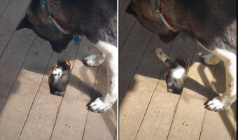 デッキの下に潜り込んだ猫がのぞきこんできた犬に猫パンチ!その姿、なんだか立場が逆になったモグラ叩きみたい【アメリカ・動画】