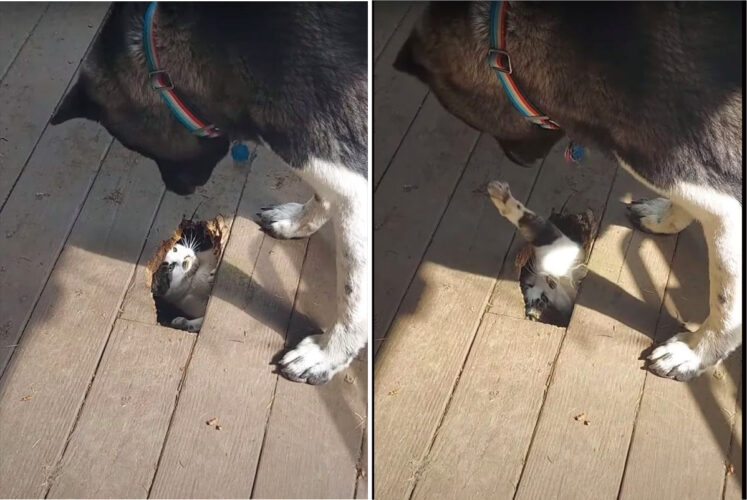 デッキの下に潜り込んだ猫がのぞきこんできた犬に猫パンチ！その姿、なんだか立場が逆になったモグラ叩きみたい【アメリカ・動画】