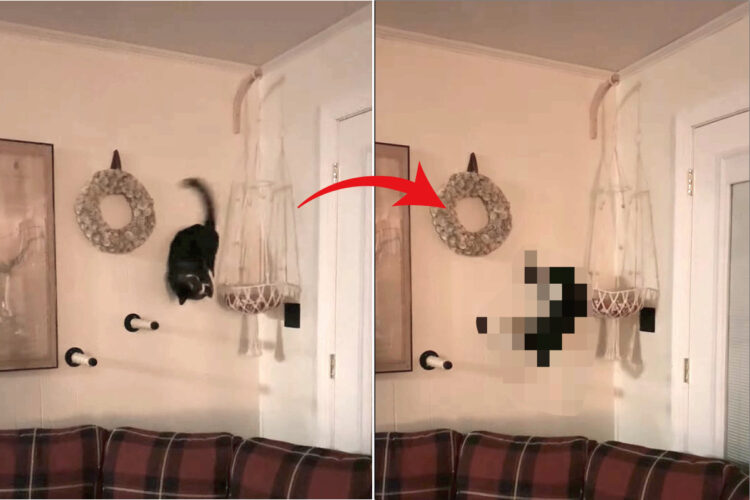 キャットウォークを進む猫。しかし、小さなステップ1つに前足と後ろ足の両方を置くのはバランス感覚に優れた猫にも難しかったみたいです・・