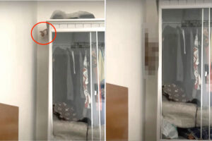 まるでカメラを90度傾けているみたい。猫がキャビネットからジャンプしておりてくるのかと思ったら・・、その動きにビックリ！！【海外・動画】