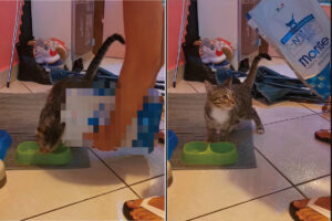 ごはんが早く食べたい猫。ところが気がはやりすぎたようで、飼い主さんにごはんを盛り付けさせたくないみたいな動きをしています【海外・動画】
