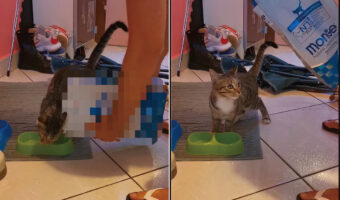 ごはんが早く食べたい猫。ところが気がはやりすぎたようで、飼い主さんにごはんを盛り付けさせたくないみたいな動きをしています【海外・動画】