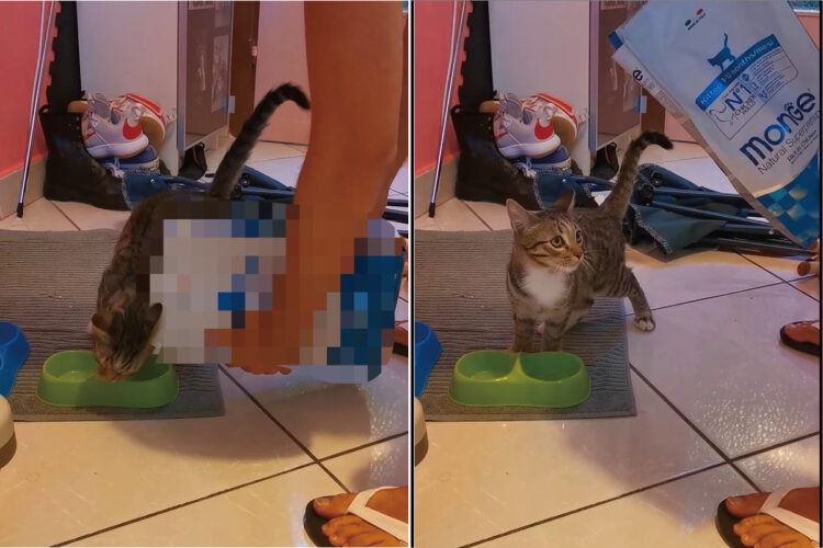 ごはんが早く食べたい猫。ところが気がはやりすぎたようで、飼い主さんにごはんを盛り付けさせたくないみたいな動きをしています【海外・動画】