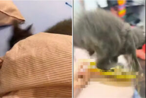 食事をしようとした女性のすぐ隣にいた猫。この子が不意にダッシュをした結果、飼い主さんは悲しい夜を過ごすことに・・【海外・動画】