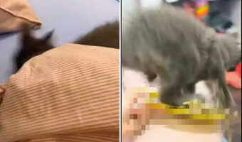 食事をしようとした女性のすぐ隣にいた猫。この子が不意にダッシュをした結果、飼い主さんは悲しい夜を過ごすことに・・【海外・動画】