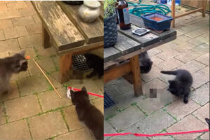 外で遊んでいたら、ネズミを見つけた子猫たち。みんな近寄ってきましたが腰が引けていて、ネズミのほうが優勢のようです！！【海外・動画】