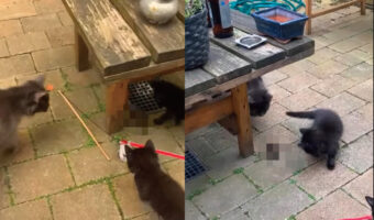 外で遊んでいたら、ネズミを見つけた子猫たち。みんな近寄ってきましたが腰が引けていて、ネズミのほうが優勢のようです!!【海外・動画】