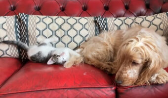 犬のもふもふのしっぽで遊んでいる子猫。オモチャにされていることを最初は気にしないようにしていた犬でしたが、最後には・・・