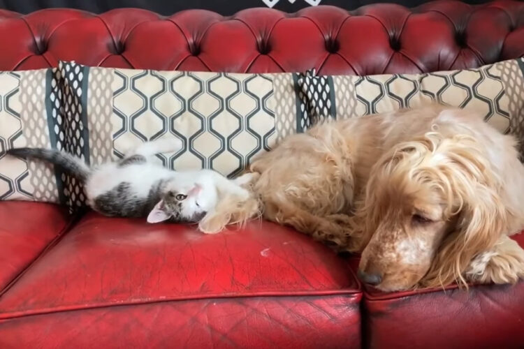 犬のもふもふのしっぽで遊んでいる子猫。オモチャにされていることを最初は気にしないようにしていた犬でしたが、最後には・・・