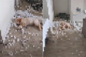 気持ちよさそうにお昼寝している子犬。ところがその周りには・・、とんでもないイタズラの惨状が広がっていました！！