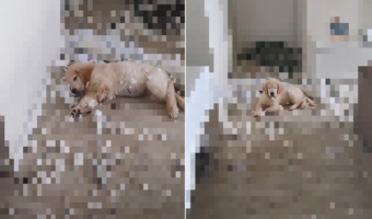 気持ちよさそうにお昼寝している子犬。ところがその周りには・・、とんでもないイタズラの惨状が広がっていました!!