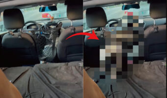 車外から呼ばれて駆けつけようとしたコーギー。ところが、背後にネットが張ってあったためこの子は大変な目に!!【アメリカ・動画】