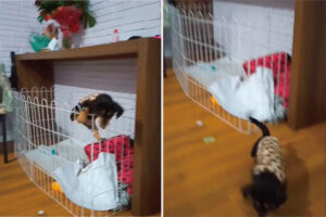 生後2ヶ月、とてもパワフルな子犬です！なんと、ベビーサークルをよじのぼって脱出すると・・カメラを構える飼い主さんの足元までやって来ました