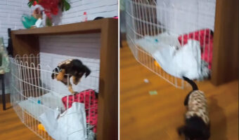 生後2ヶ月、とてもパワフルな子犬です！なんと、ベビーサークルをよじのぼって脱出すると・・カメラを構える飼い主さんの足元までやって来ました