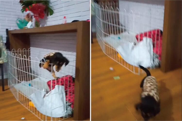 生後2ヶ月、とてもパワフルな子犬です！なんと、ベビーサークルをよじのぼって脱出すると・・カメラを構える飼い主さんの足元までやって来ました