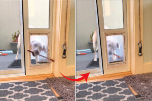 木の枝を外に持っていきたい犬。創意工夫の結果、ペットドアを通すことに成功しましたが、直後にあることに気が付いて呆然・・【アメリカ・動画】
