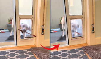 木の枝を外に持っていきたい犬。創意工夫の結果、ペットドアを通すことに成功しましたが、直後にあることに気が付いて呆然・・【アメリカ・動画】