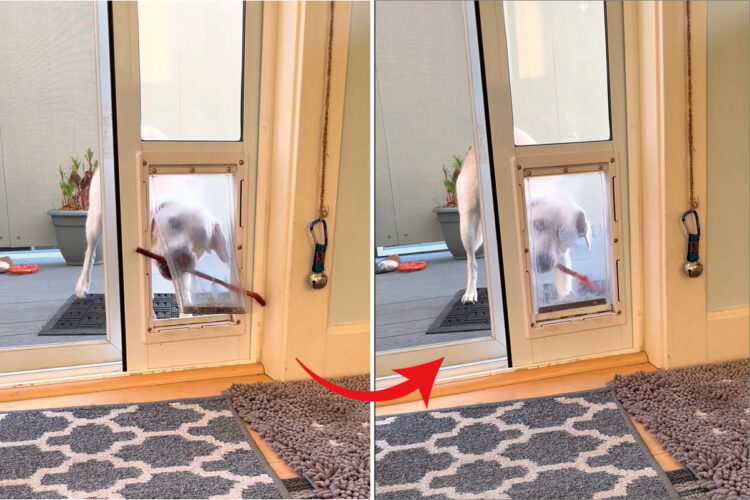 木の枝を外に持っていきたい犬。創意工夫の結果、ペットドアを通すことに成功しましたが、直後にあることに気が付いて呆然・・【アメリカ・動画】