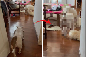 差し脚抜き足忍び足・・、ゆっくり向かいにいる犬に近付いていく犬。手を伸ばせば届きそうな距離まで接近したその時！！【海外・動画】