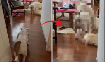 差し脚抜き足忍び足・・、ゆっくり向かいにいる犬に近付いていく犬。手を伸ばせば届きそうな距離まで接近したその時!!【海外・動画】