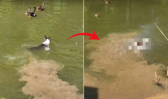 湖を泳ぐカモたちと遊びたいと水中に進んでいった犬でしたが、追い返されてしまいました!!これにはしょげたかと思いきや・・【アメリカ・動画】