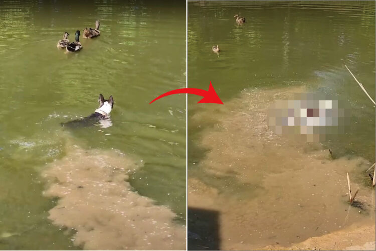 湖を泳ぐカモたちと遊びたいと水中に進んでいった犬でしたが、追い返されてしまいました！！これにはしょげたかと思いきや・・【アメリカ・動画】