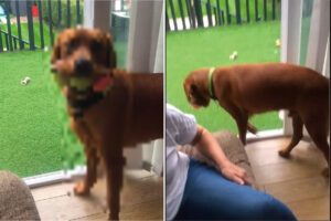 ボール遊びが大好きな犬。なんと３つもボールをくわえてきたので、お口が大変なことになっていますよ！！【海外・動画】