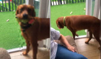 ボール遊びが大好きな犬。なんと3つもボールをくわえてきたので、お口が大変なことになっていますよ!!【海外・動画】