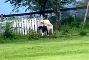 ドッグランの奥のプールめがけて、わーいわーい♫って走って行ったのに・・・「開いてないんですけど」と訴える2匹のシンクロ具合がまるでコントのよう！