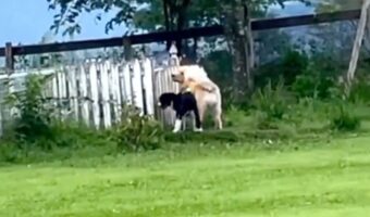 ドッグランの奥のプールめがけて、わーいわーい♫って走って行ったのに・・・「開いてないんですけど」と訴える2匹のシンクロ具合がまるでコントのよう!