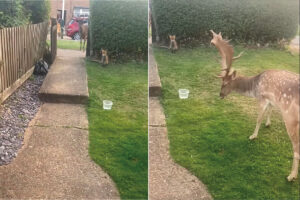 撮影者さんは白雪姫？玄関を出たらキツネ、鹿、猫といった動物！！まるで撮影者さんがやってくるのを待っていたみたい！！【海外・動画】