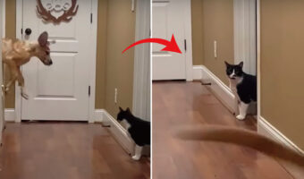 これには同居猫もビックリ?!グレートデーンの子犬じゃベビーゲートを楽々と越えると、外へと遊びに行ってしまいました!【アメリカ・動画】