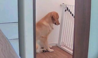 「お留守番中のみまもりカメラ見ると、階段踊り場に絶対にいる」飼い主さんを待ち続ける愛犬のいじらしい姿に胸が熱くなる!