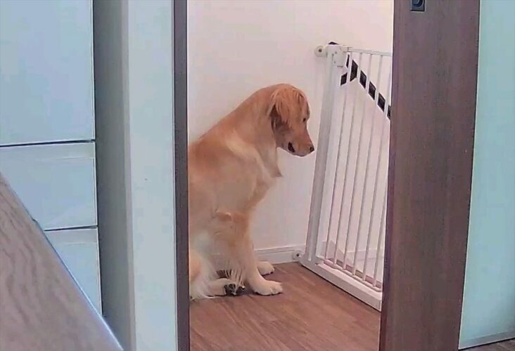 「お留守番中のみまもりカメラ見ると、階段踊り場に絶対にいる」飼い主さんを待ち続ける愛犬のいじらしい姿に胸が熱くなる！