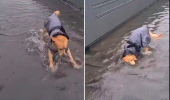 雨の中お散歩に出たゴールデンレトリバーの子犬。お散歩中に大きな水たまりを見つけると・・、水遊びをする大はしゃぎ！！【海外・動画】
