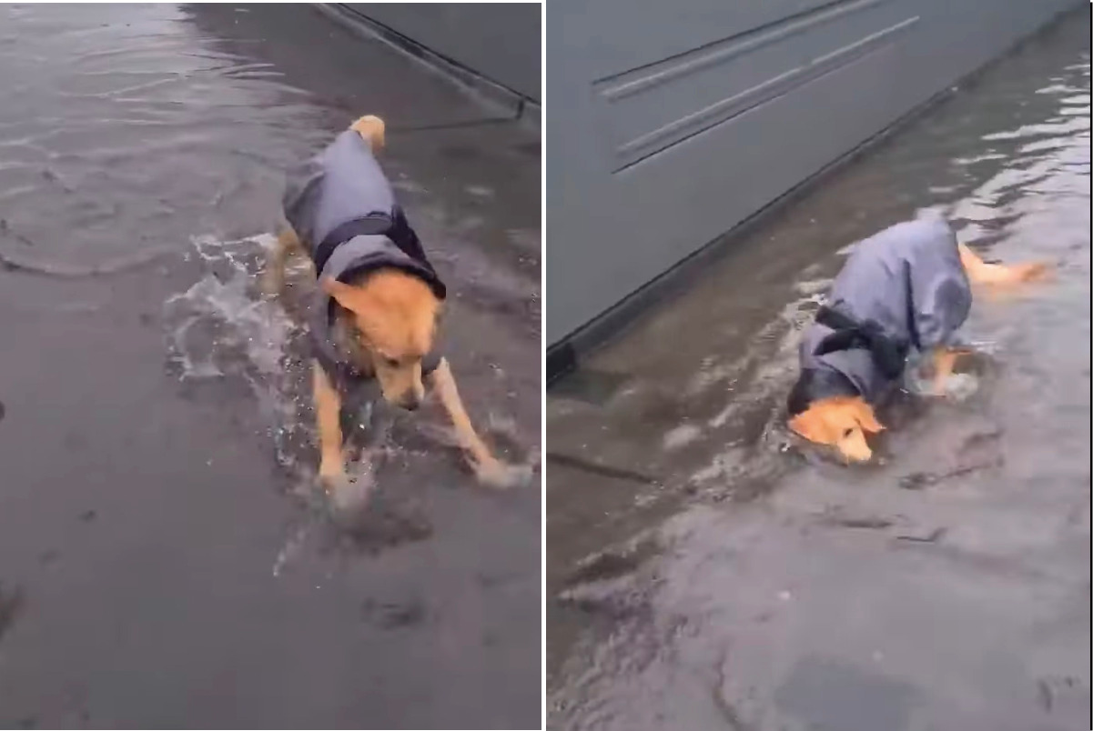 雨の中お散歩に出たゴールデンレトリバーの子犬。お散歩中に大きな水たまりを見つけると・・、水遊びをする大はしゃぎ！！【海外・動画】