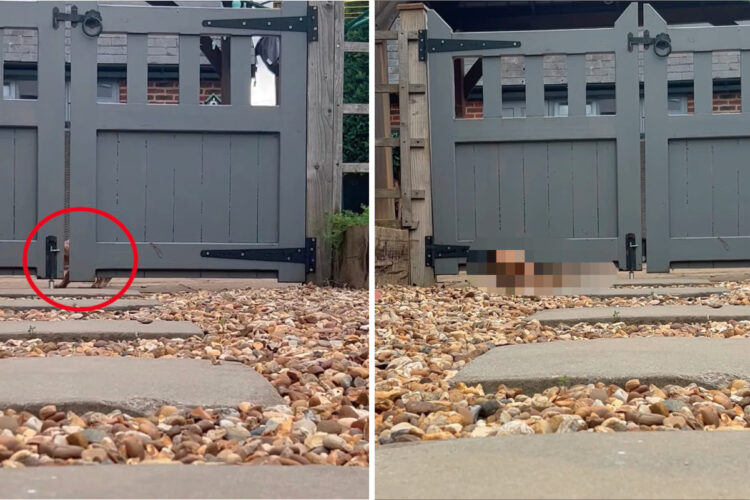 せっかちな愛犬が外から帰って来ると・・。門が開くのが待っていられなかったようで、『驚きの行動』に出て帰宅してみせました！！【海外・動画】